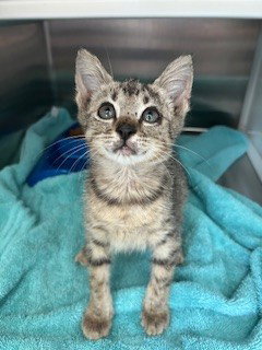 picture of the cat needing adoption