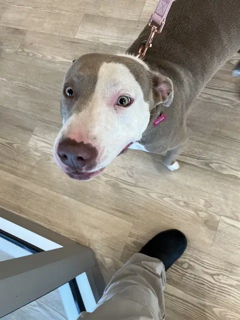 Harley Quinn - Pit Bull Terrier