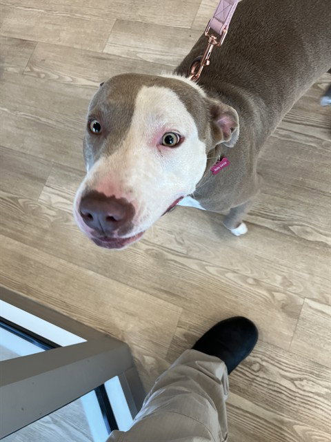 picture of the dog needing adoption