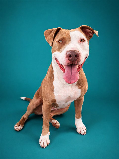 picture of the dog needing adoption