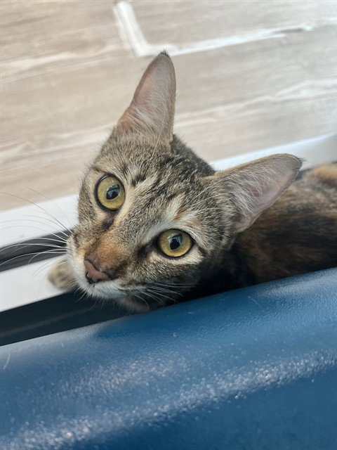 picture of the cat needing adoption