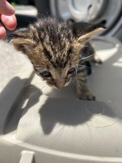 picture of the cat needing adoption