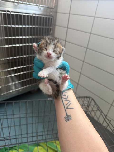 picture of the cat needing adoption