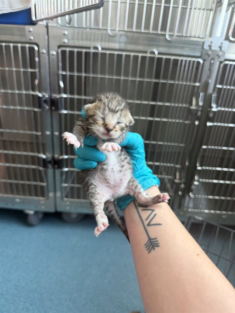 picture of the cat needing adoption