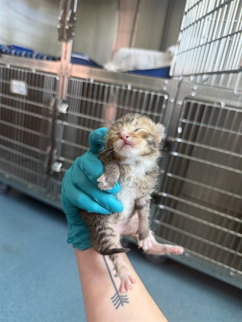 picture of the cat needing adoption