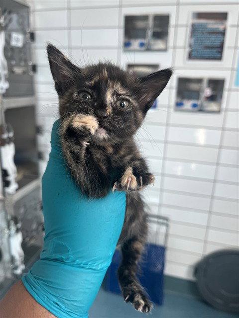 picture of the cat needing adoption