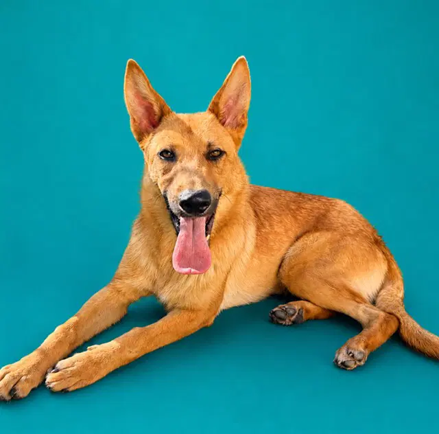 Ferris - German Shepherd Dog