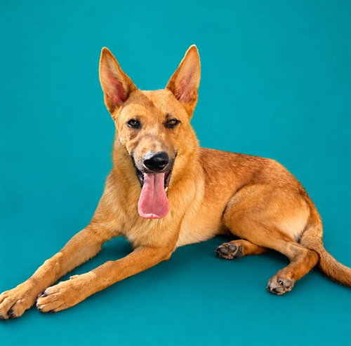 picture of the dog needing adoption