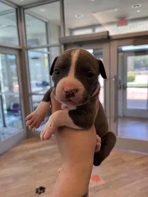 Mochi - Pit Bull Terrier