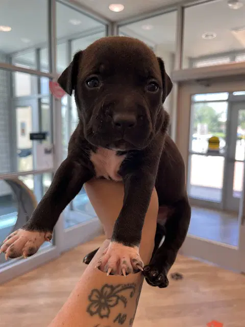 Tater Tot - Pit Bull Terrier
