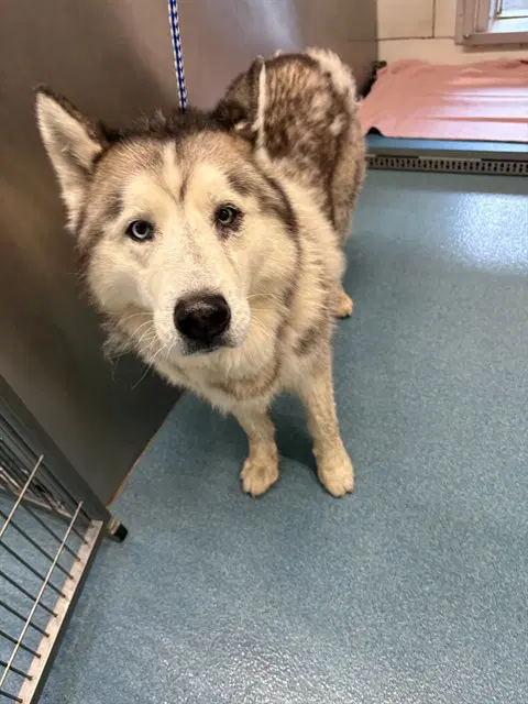 Oc - Siberian Husky