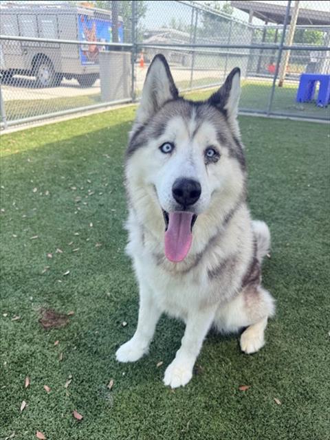 OC, a dog for adoption from Pearland Animal Control and Adoption Center