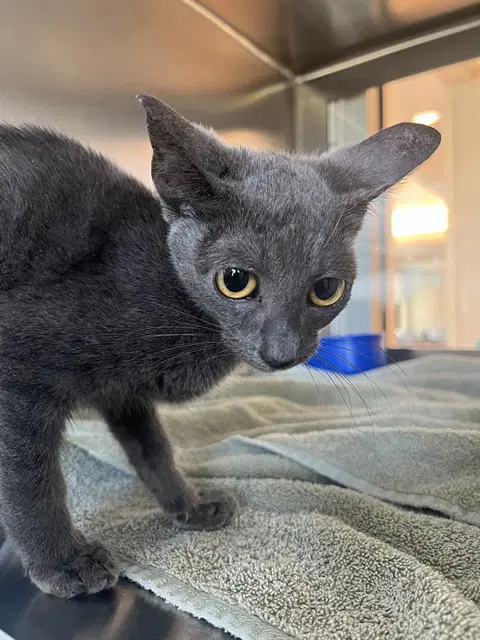 Ashley - Domestic Short Hair