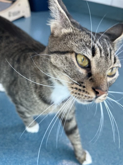 Astro