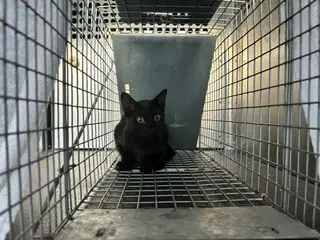 Damon - Domestic Short Hair