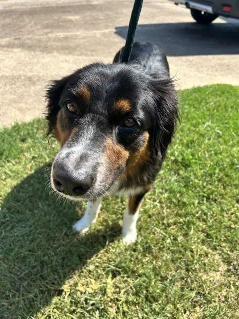 Barkley - Australian Shepherd