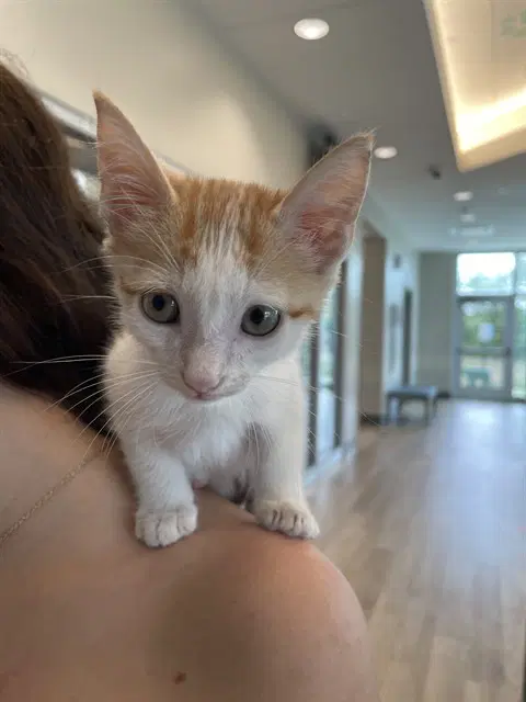 Fuego - Domestic Short Hair