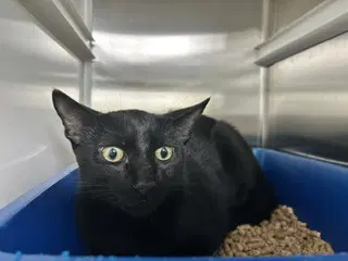 Sniper - Domestic Short Hair