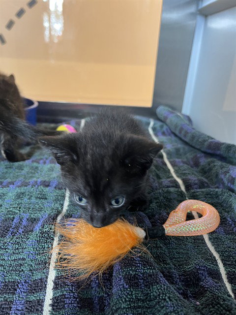 picture of the cat needing adoption