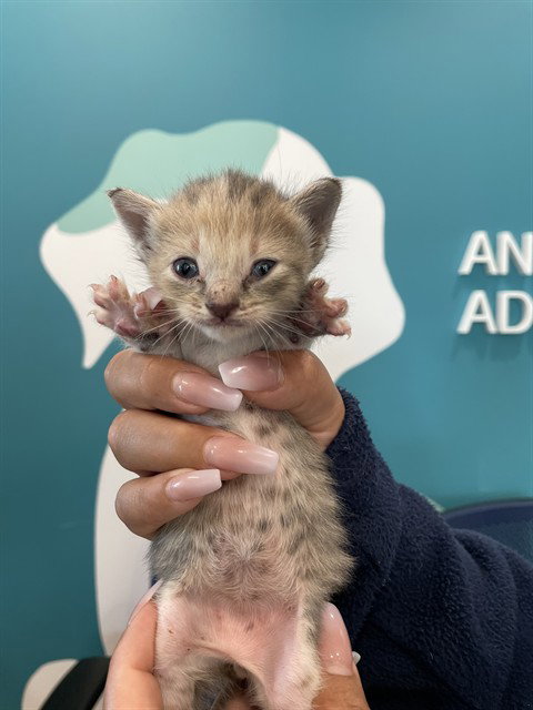 picture of the cat needing adoption