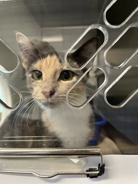 Irena - Domestic Short Hair