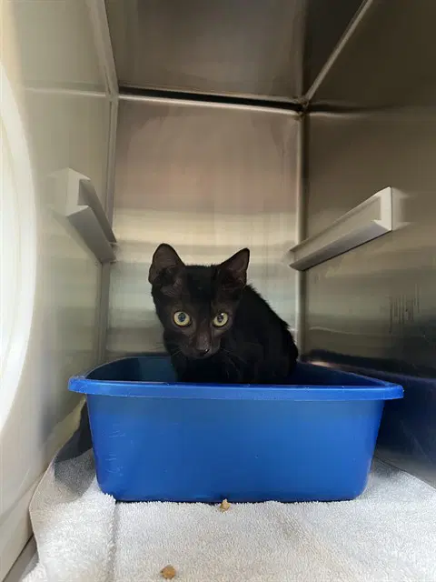 Bubblicious - Domestic Short Hair