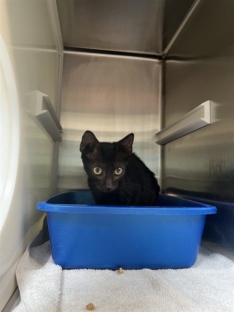 BUBBLICIOUS, a cat for adoption from Pearland Animal Control and Adoption Center