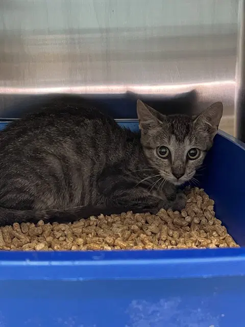 Doublemint - Domestic Short Hair