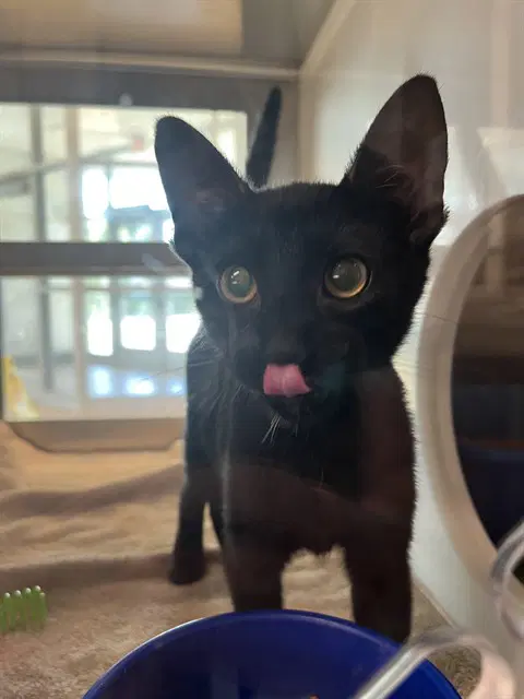Shamoo - Domestic Short Hair