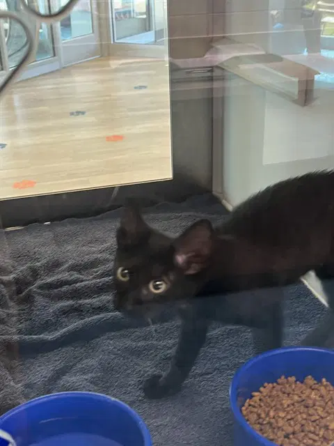 Meowticia - Domestic Short Hair