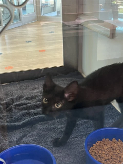 Meowticia