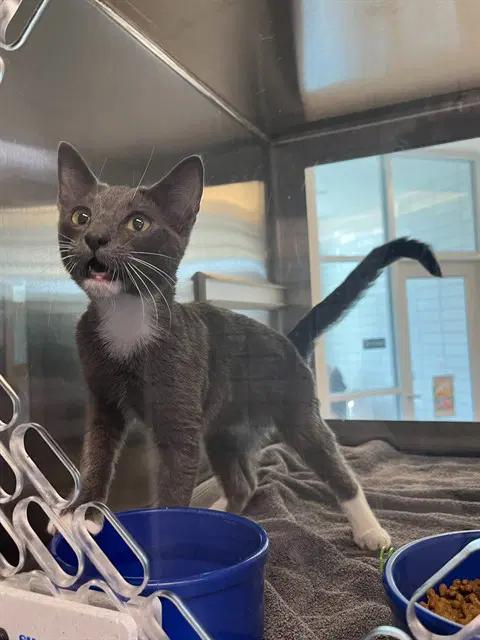 Jimmy - Domestic Short Hair