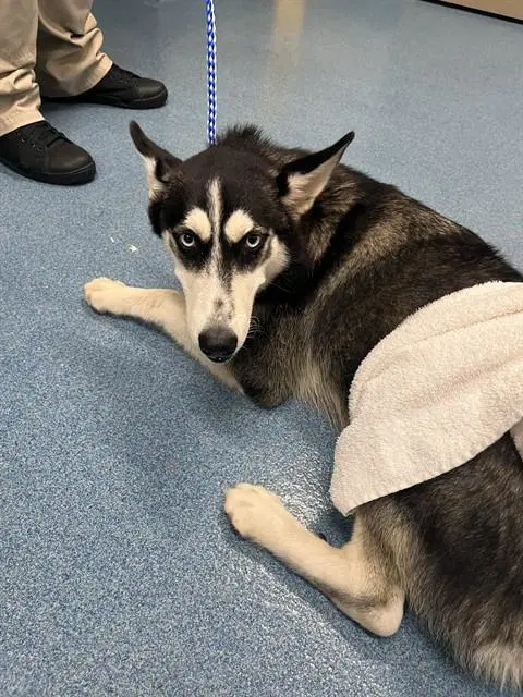 Nanuk - Husky
