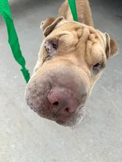 Edvard - Chinese Shar-Pei
