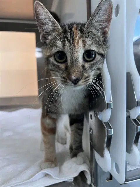 Dolly Purrton - Domestic Short Hair
