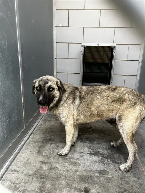 Xena - Anatolian Shepherd