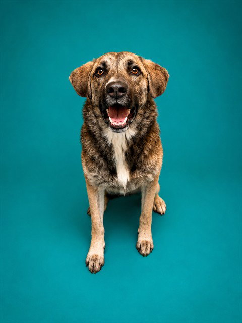 XENA, a dog for adoption from Pearland Animal Control and Adoption Center