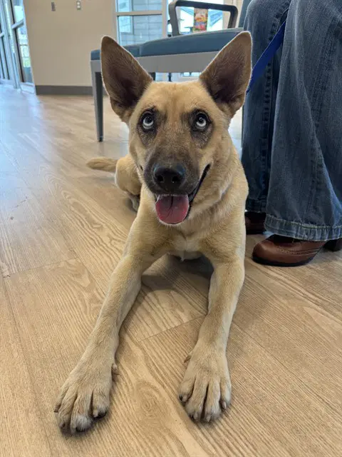 Sasha - Belgian Shepherd Malinois