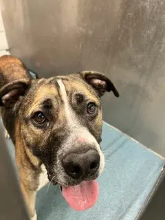Rainier - Mastiff
