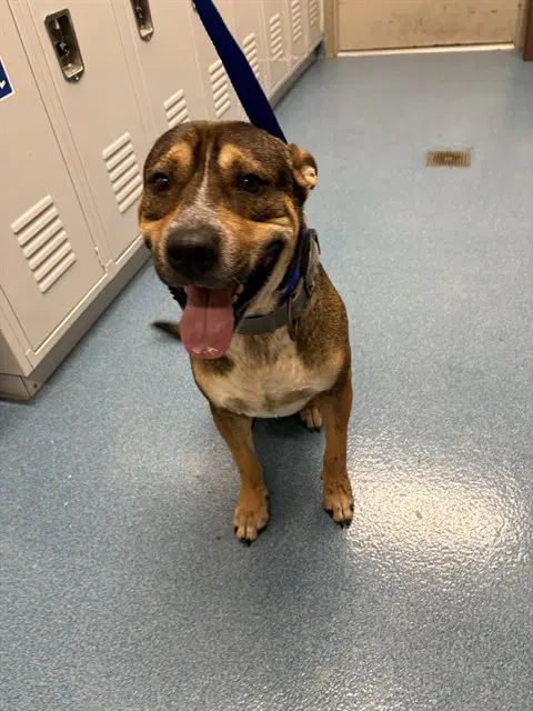 Jax - American Staffordshire Terrier