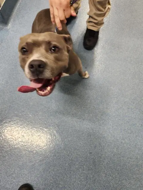 River - Pit Bull Terrier