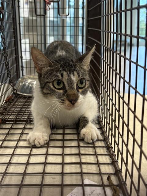 WEDNESDAY, a cat for adoption from Pearland Animal Control and Adoption Center