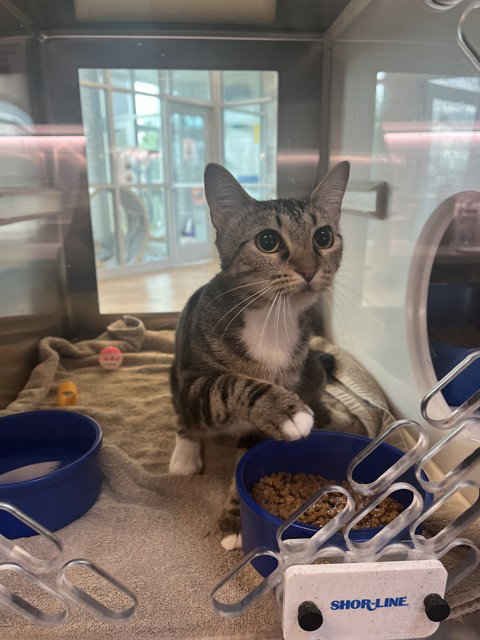 JANE PAWSTEN, a cat for adoption from Pearland Animal Control and Adoption Center