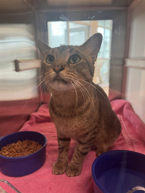 HUNTINGTON, a cat for adoption from Pearland Animal Control and Adoption Center