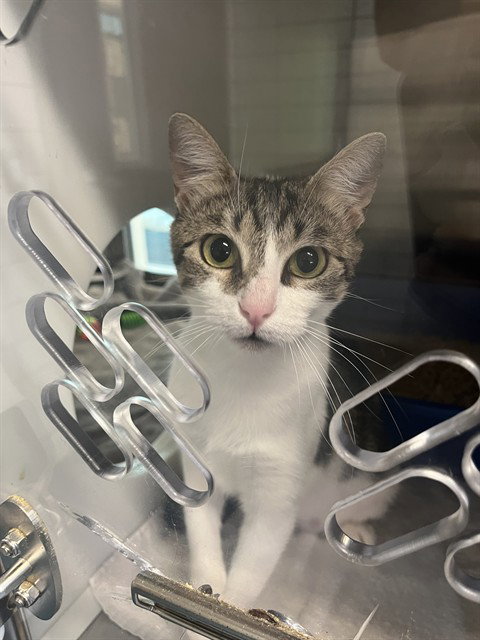 MAUDE FLANDERS, a cat for adoption from Pearland Animal Control and Adoption Center