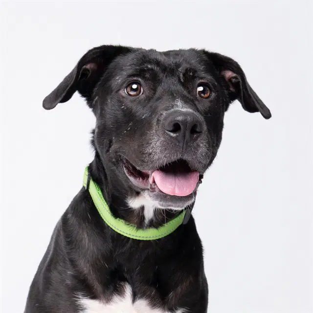 Beatrice - Black Mouth Cur