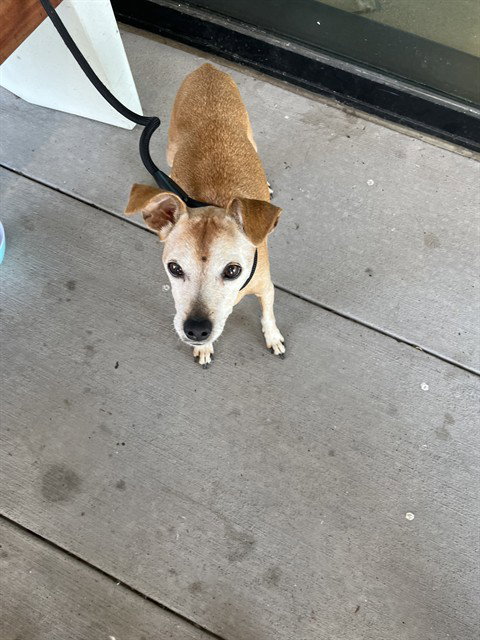 Broski, Terrier