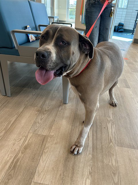 Count Barkula, Mastiff