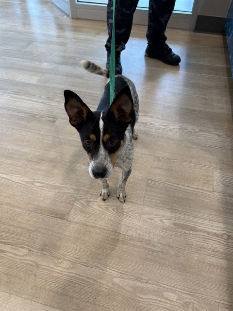 Chicken Nugget, Australian Cattle Dog/Blue Heeler