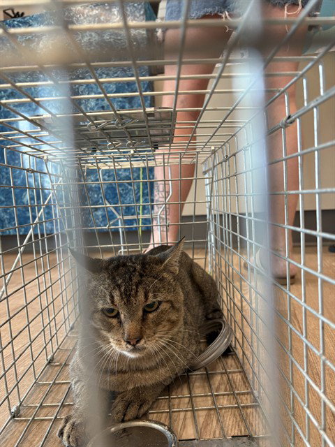 Cinderblock, Domestic Short Hair